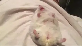 ŚMIESZNE ZWIERZĘTA - ZASPANE CHOMICZKI 🐹