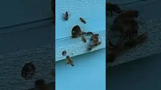 bees work #bees #work  #shorts
