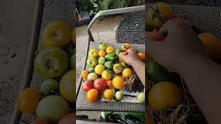 Fall Tomato and Pepper haul!! 9/30/2025