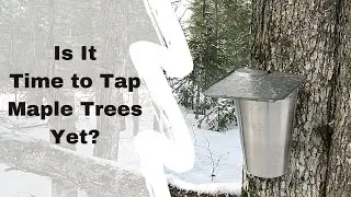 Is It Time to Tap Maple Trees in Northern Maine Yet?