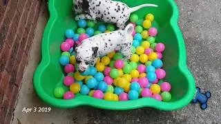Dalmatian puppies ~ Birth to 8 weeks