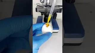 😱Raw egg Yolk magnified 400x under a microscope #amscope #microscope #science #biology