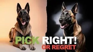 Malinois Personalities Explained: Pick Right or Regret Forever
