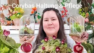 Corybas ❤️ | Meine Pflegetipps und Haltung 🌱