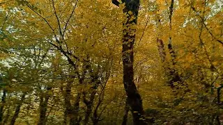 🍂 🌿Autumn Mountain Walk Peaceful Jungle Trail in Clouds | Relaxing Nature Sounds for Calm🌿🍁