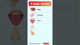 English Vocabulary Shorts #035 &ndash; The 5 Senses in English (Sight, Hearing, Taste, Smell & Touch)