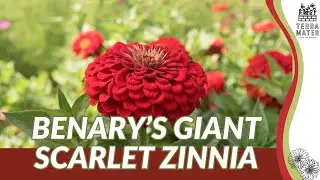 Benary&rsquo;s Giant Scarlet Zinnia (Zinnia elegans): Bold Scarlet Blooms 4 Cutting Gardens & Pollinators