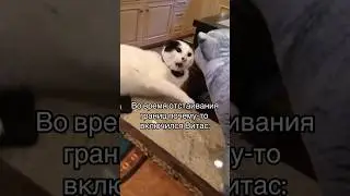 ПСИХОЛОГИЧЕСКИЙ МЕМ Vol.38: внутренний Витас