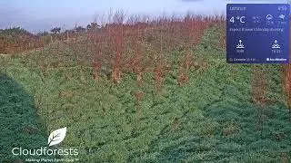 Native Woodland Gift Tree Grove From Cloudforest One Lahinch