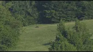 The European Nature Trust - Romania The Last Great Wilderness in Europe