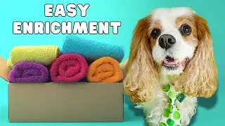 Easy DIY Dog Enrichment Game | Fun Nose Work for Seniors & All Dogs!