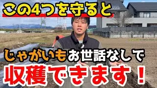 【じゃがいも】植えたら何もしなくてよし！大きいじゃがいもを放置で簡単に作る方法についてお話しします。【家庭菜園】