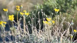 Ash Meadows National Wildlife Refuge
