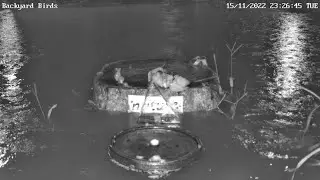 Anther Flood Last Night - SNAKE - SNAIL - FROG # Backyard Birds Feeder & Fountain !