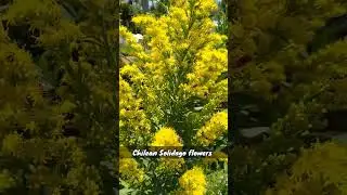 Chilean Solidago | Tall golden rod # #shorts #endlessnature