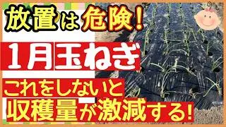 【玉ねぎ 1月の重要作業 】収穫量を増やす最強の育て方！必ず確認して欲しい3つのポイント～初心者・プランター家庭菜園～