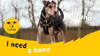 Bruno the brilliant Crossbreed | Dogs Trust Kenilworth