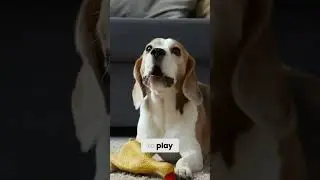 Dog's Secret Language  Decoding Gifts & Head Tilts for Ultimate Affection
