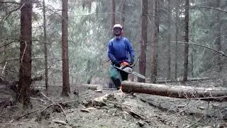 Práce v lese, probírka