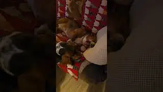 Basset hound.  Wieczorne przepychanki🤣🤣🤣🤣🤣😉😉😉😉