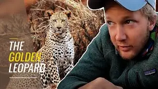 Finding the Golden light leopard