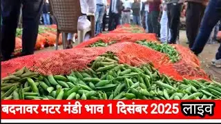मटर मंडी बदनावर आज का भाव लाइव देखे | Golden matar | PSM matar | Matar mandi badnawar today rate | 