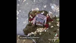 Purple Shore Crab Molting