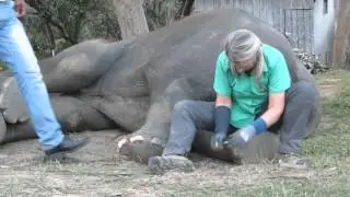 How to trim an elephant's nails