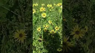 Beautiful wild flowers in Western Australia.
