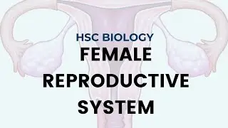 HSC Biology: Female Reproductive System | Module 5