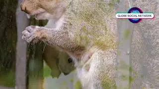 The Remarkable World of Squirrels #squirel #squirrelsoftiktok #squirell #squirell2026 #wildlife