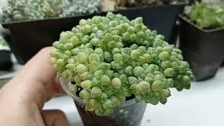 Как правильно размножать суккуленты кристатной формы на примере Pachyphytum compactum cristata