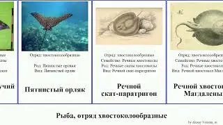 Рыба, отряд хвостоколообразные орляк бычерыл хвостоколы скат-бабочка скаты уролоф мобула