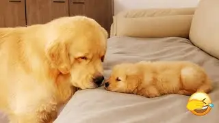 Curious animals! 😺 Unbelievably funny videos with cats and dogs! 🍧 Funniest Animals 2025