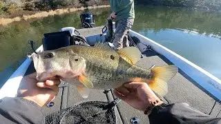 28 Pounds of BIG Clear Lake Bass