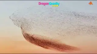 Bird migration