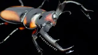 スペキオススシカクワガタの成虫掘り出し結果【クワガタ飼育】