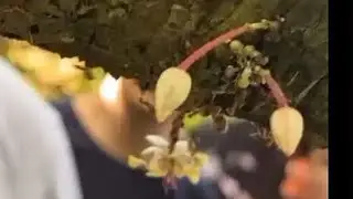 Cacao Pollination with Students
