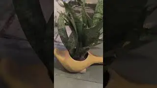 dracaena fragrans plant care #bonsai