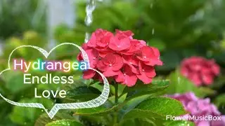 mini-film (( FLOWER & MUSIC )) therapy|| Hydrangea || LOVE, Gratitude, Heartfelt Emotions, Abundance