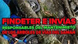 Responsabilidad de Findeter e Invías del mantenimiento del arbolado de la Vía Cerritos - Samán