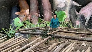 Building a Bamboo Pigsty, Something Unexpected Happened