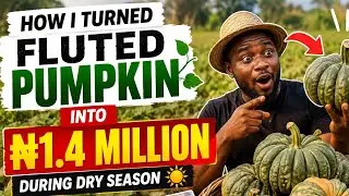 How I Turned Fluted Pumpkin into ₦1.4 Million During Dry Season | Profitable Farming in Nigeria