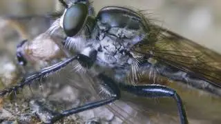 獲物を捕らえたシロズヒメムシヒキ Philonicus albiceps