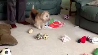 Ellie the Lucas terrier gets a bag of toys