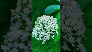 Nature&rsquo;s Wonderful Flowers 🌺 | So Beautiful It Feels Unreal