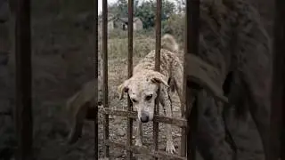 Dog Trapped for Days&hellip; Then a Cyclist Saved Him 🐾 #dogrescue ##DogLovers