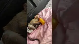 Jr. Monkey Chiro Sleep After Lunch