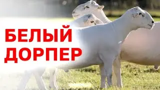Порода овец Дорпер белый! Племенной скот из Европы