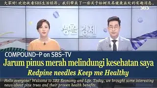 【REDPINE di Arirang-TV】 Pinus merah Korea memiliki sifat anti-inflamasi